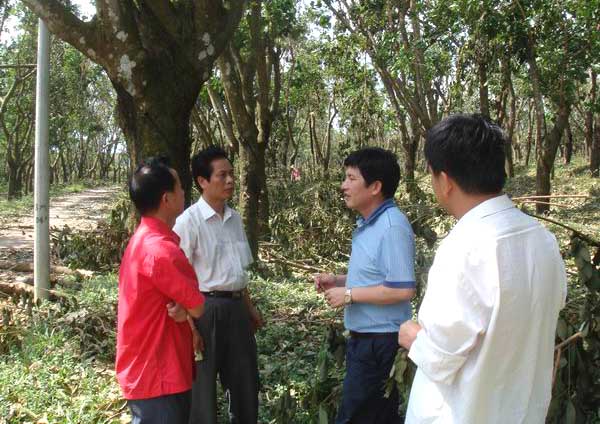 “两院”专家调研组到茂名垦区调研指导抗灾工作(图3)