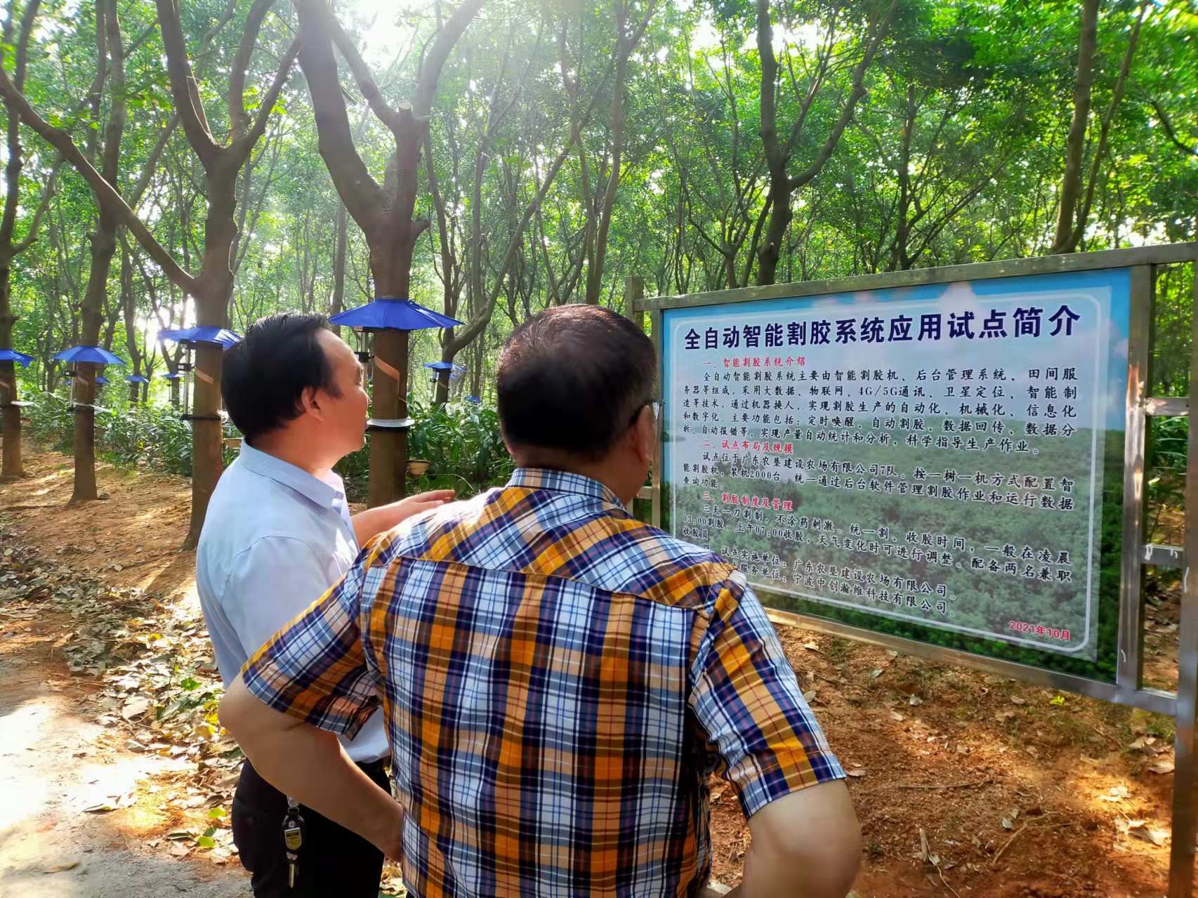 中国天然橡胶协会常务副会长郑文荣同志考察广垦（茂名）建设农场智能割胶刀试验工作(图1)