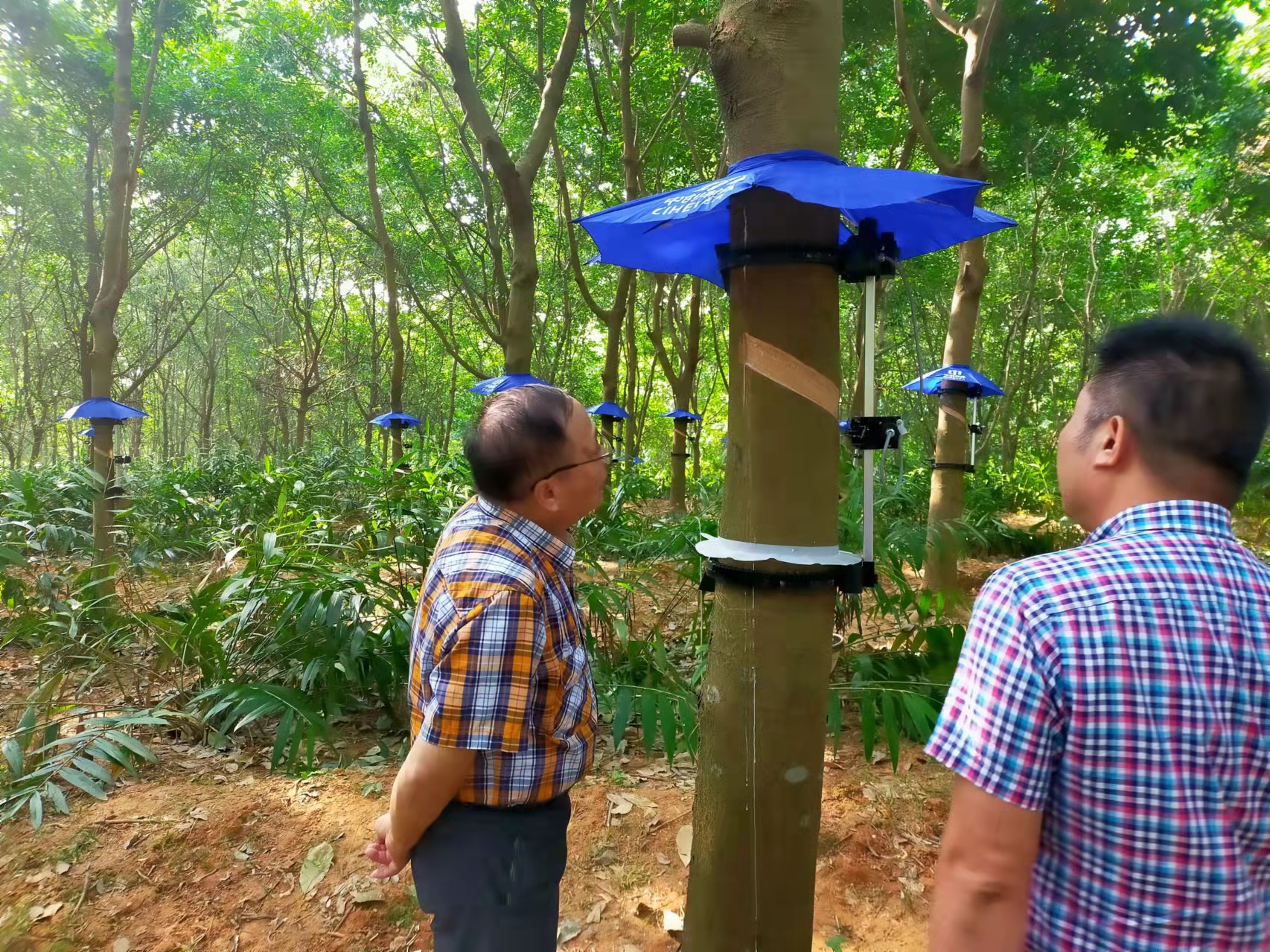 中国天然橡胶协会常务副会长郑文荣同志考察广垦（茂名）建设农场智能割胶刀试验工作(图3)