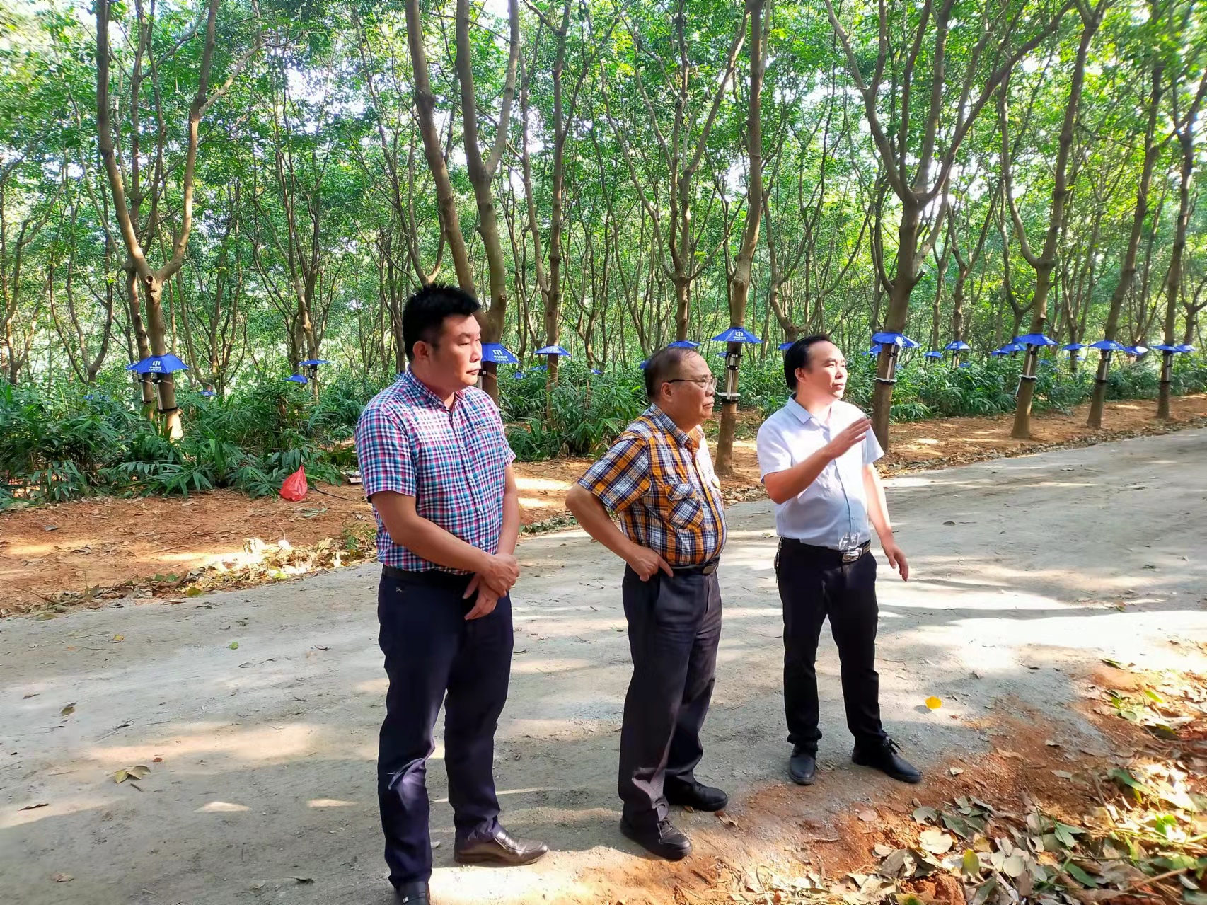 中国天然橡胶协会常务副会长郑文荣同志考察广垦（茂名）建设农场智能割胶刀试验工作(图4)