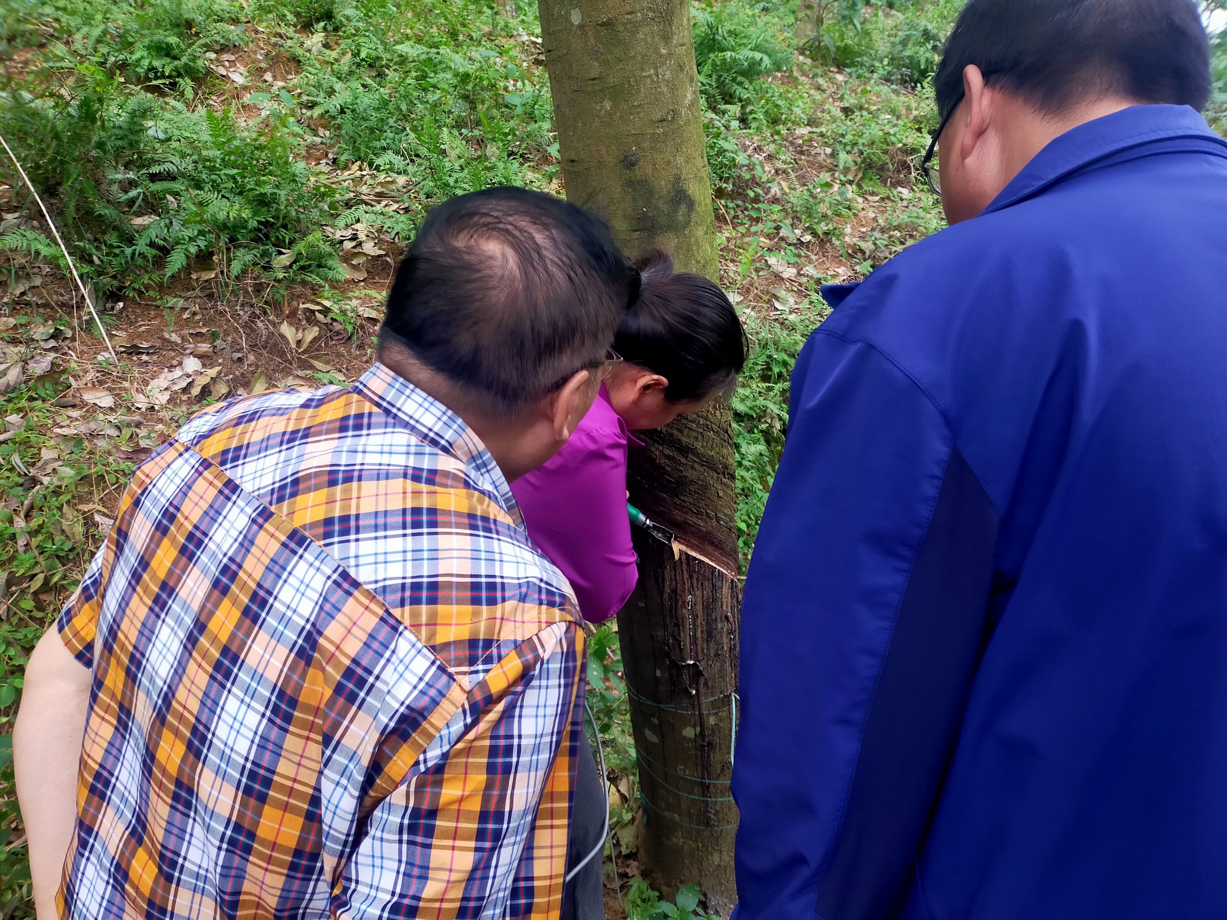 中国天然橡胶协会常务副会长郑文荣同志参观广垦（茂名）水丰农场(图2)