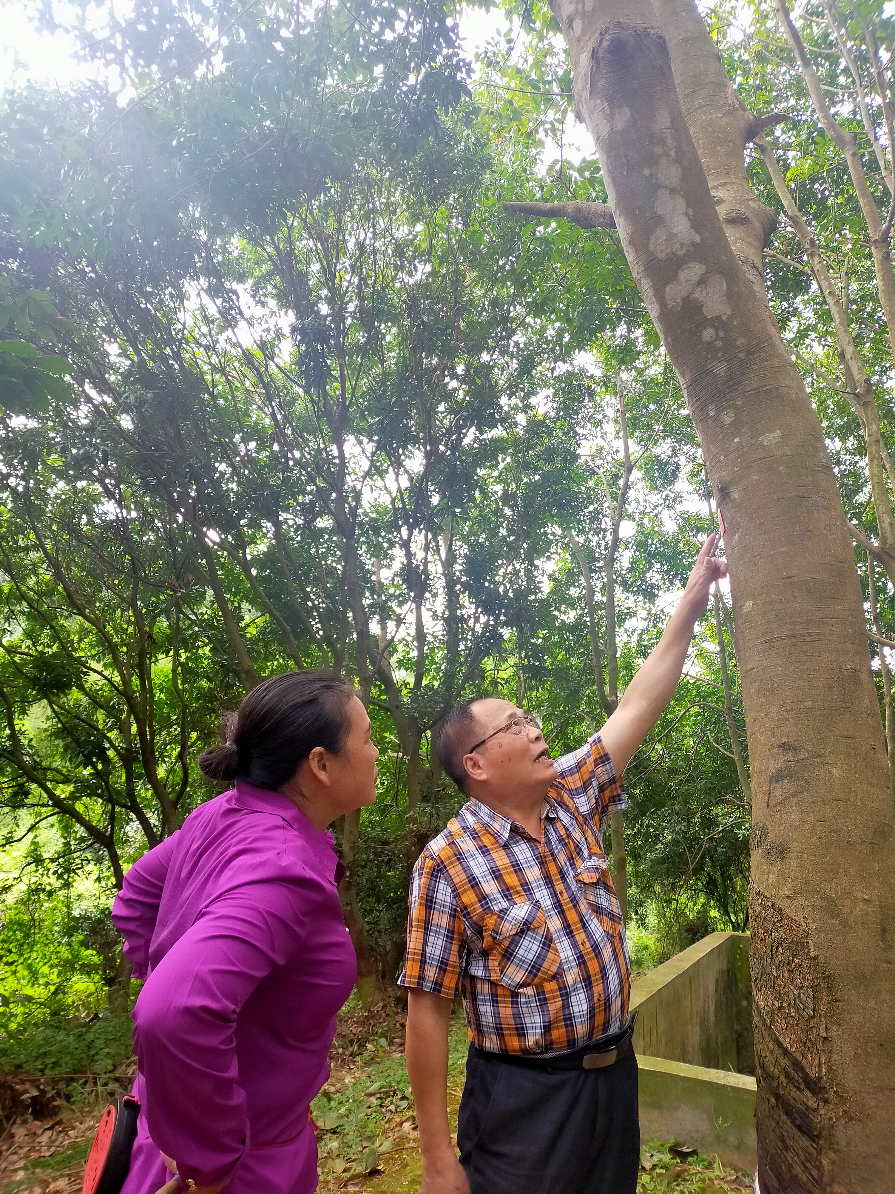 中国天然橡胶协会常务副会长郑文荣同志参观广垦（茂名）水丰农场(图3)