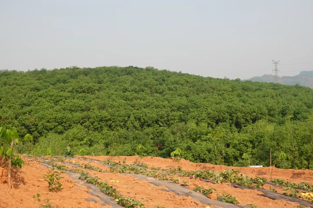 推行胶园提质行动 全力打造天然橡胶生产“核心基地”(图2)