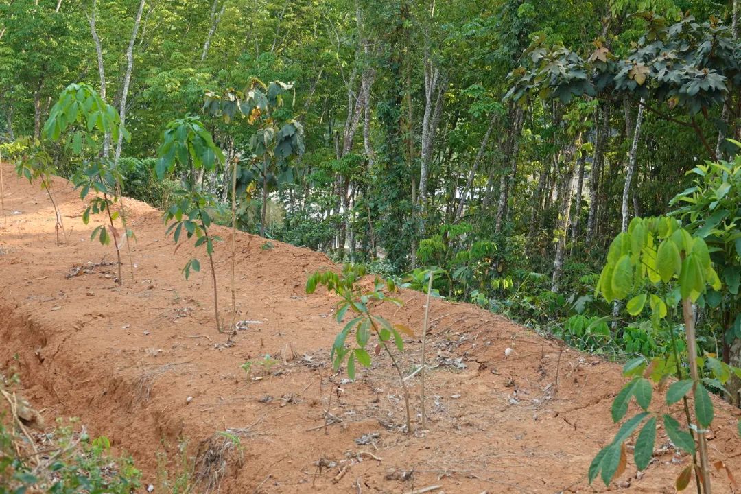 推行胶园提质行动 全力打造天然橡胶生产“核心基地”(图4)