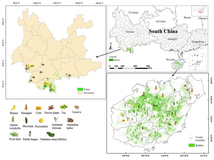 中国热科院在橡胶农林复合栽培模式、分布、产量及潜在效益研究方面取得新进展(图2)